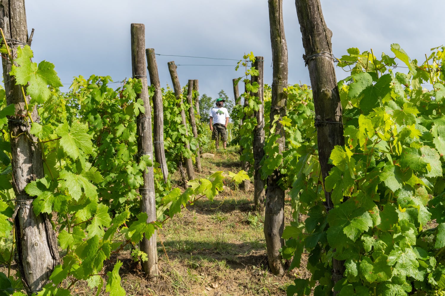 Azienda agricola Poderi Zunino