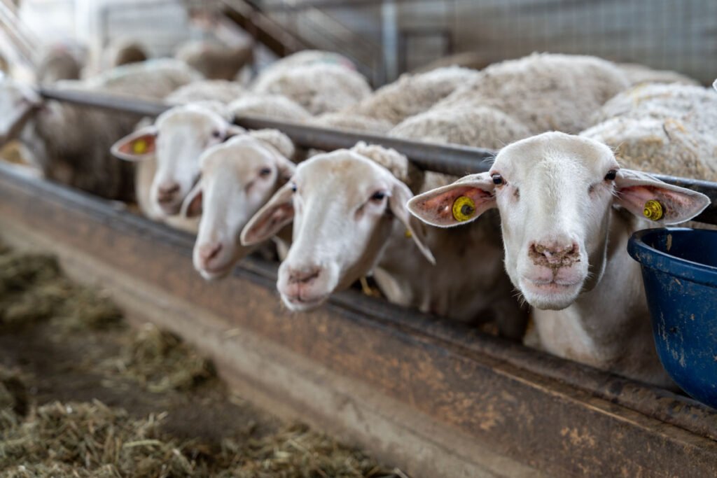 Cascina Lia: Gli animali, capre, pecore e mucche.