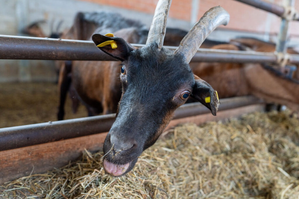 Cascina Lia: Gli animali, capre, pecore e mucche.