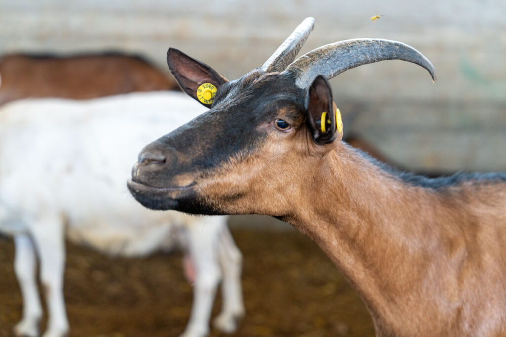 Cascina Lia: Gli animali, capre, pecore e mucche.