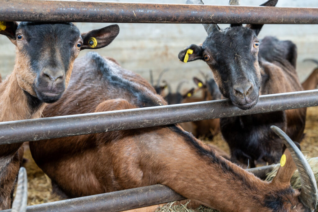 Cascina Lia: Gli animali, capre, pecore e mucche.