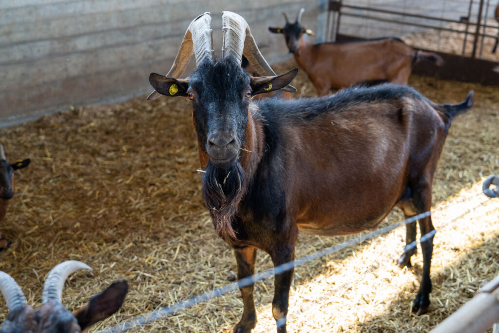 Cascina Lia: Gli animali, capre, pecore e mucche.