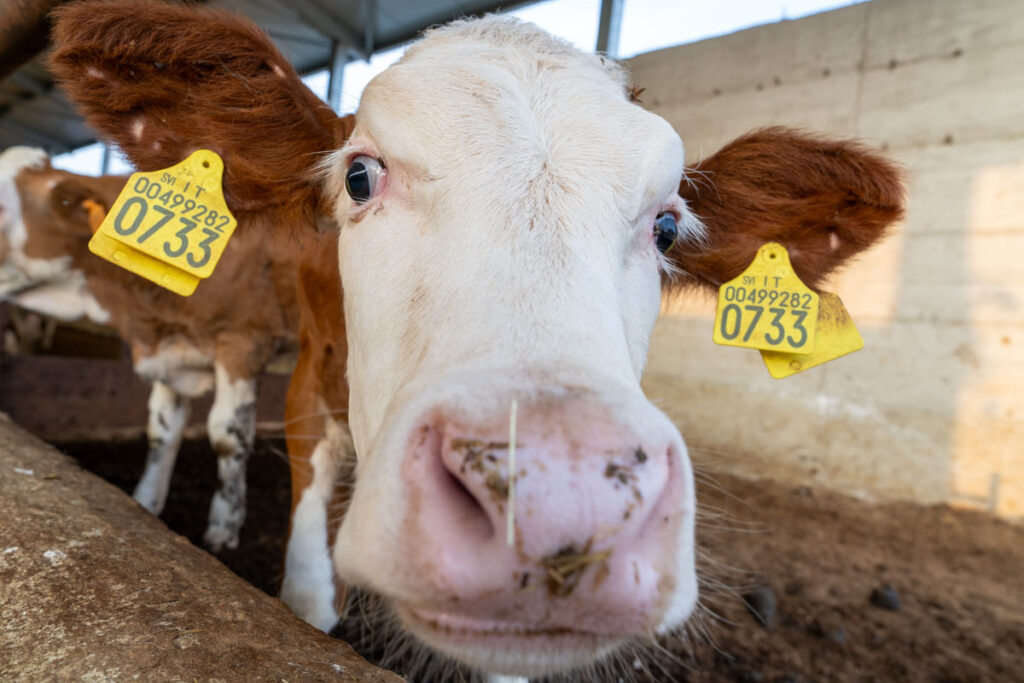 Cascina Lia: Gli animali, capre, pecore e mucche.