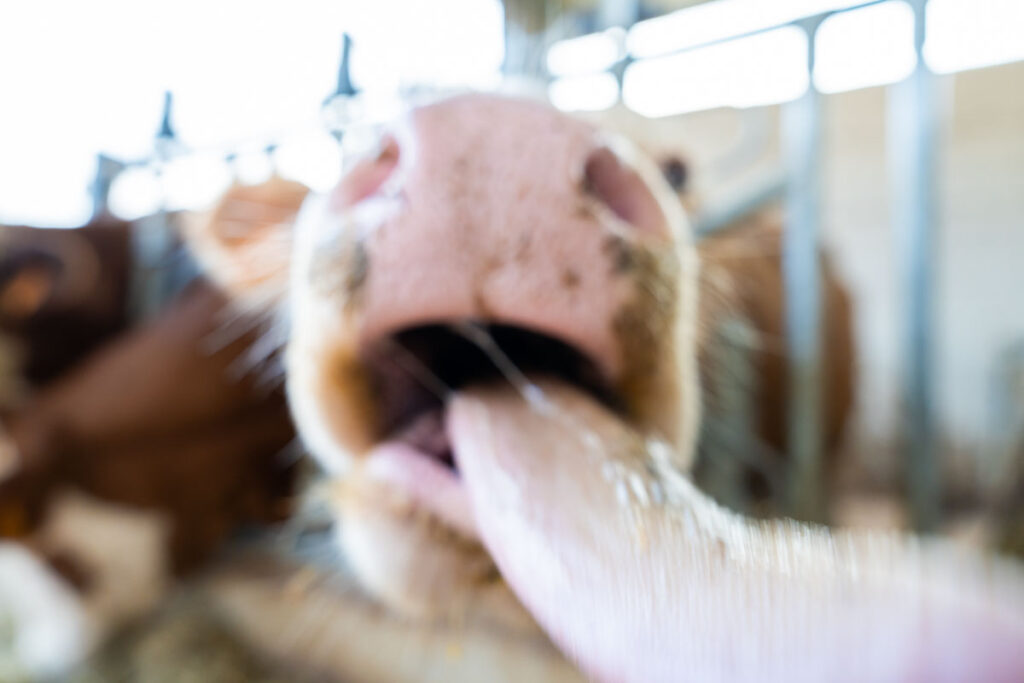 Cascina Lia: Gli animali, capre, pecore e mucche.