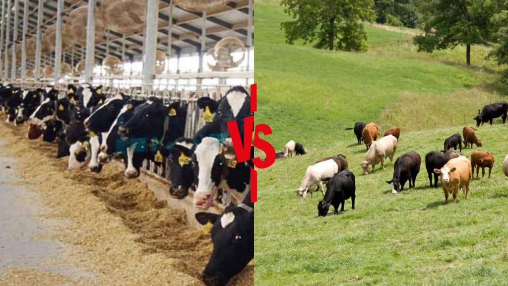 Gli allevamenti intensivi puntano sulla quantità, spesso a discapito della qualità e del benessere animale. Al contrario, le pratiche artigianali promuovono il benessere animale, la sostenibilità e la qualità del prodotto finale. Un allevatore artigianale che effettua il suo lavoro con serietà, garantisce che gli animali vivano in condizioni adeguate e siano nutriti con mangimi naturali, perché sa che in questo modo otterrà prodotti più sani e gustosi.